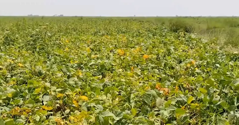লক্ষ্মীপুরে সয়াবিন চাষ করা হয়েছে